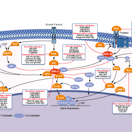 GSK-3抑制剂 | GSK-3 Inhibitor