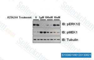 Selumetinib (AZD6244) | MEK 抑制剂 | 现货供应 | 美国品牌 | 免费采购电话400-668-6834