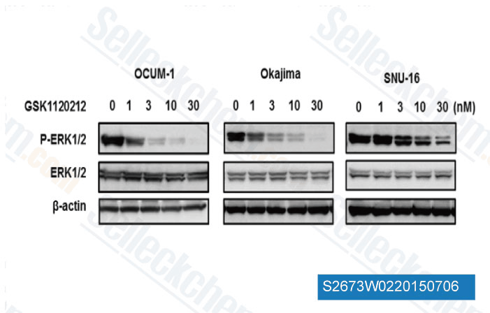 Trametinib GSK1120212 MEK 抑制剂 现货供应 美国品牌 免费采购电话400 668 6834