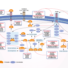 IGF-1R抑制剂 | IGF-1R Inhibitor