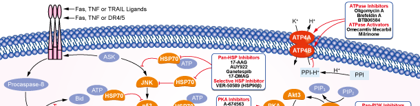 ATPase信号通路图