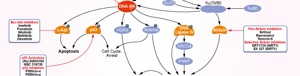 DNA-PK信号通路图