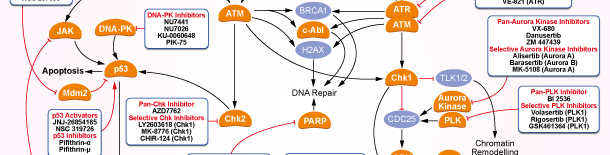 DNA/RNA Synthesis信号通路图