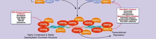 DNA Methyltransferase信号通路图