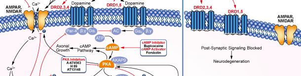 Dopamine Receptor信号通路图