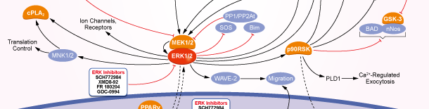 ERK信号通路图
