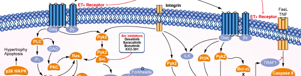 Endothelin Receptor信号通路图