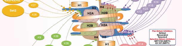Histone Demethylase信号通路图
