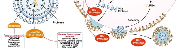 HIV Protease信号通路图