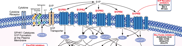 S1P Receptor信号通路图
