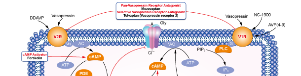 Vasopressin Receptor信号通路图