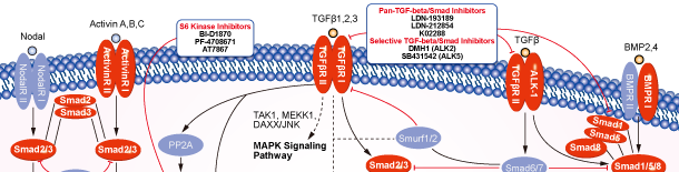 TGF-beta/Smad信号通路图