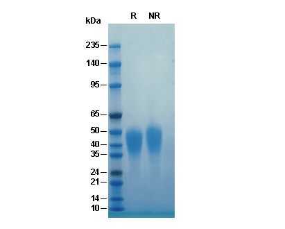Recombinant Human LIF Protein, BSA (HEK293)验证数据