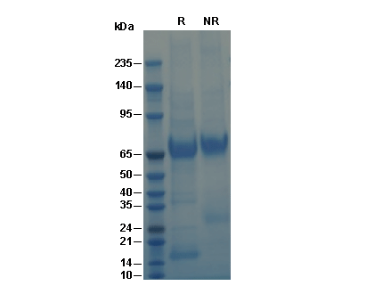Recombinant Mouse MFGE-8 Protein, CF (HEK293)验证数据