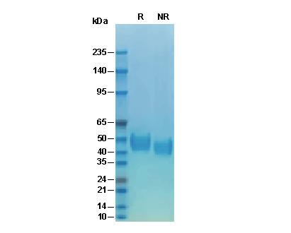 Recombinant Human CD14 Protein, CF (HEK293)验证数据
