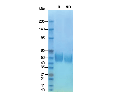 Recombinant Mouse CD14 Protein, CF (HEK293)验证数据