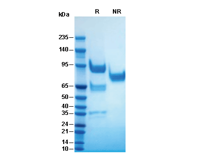 Recombinant Human HGF Protein, CF (HEK293)验证数据