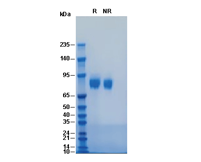 Recombinant Human Fibronectin (S607-P1265), CF (HEK293)验证数据