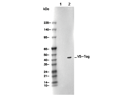 V5-Tag Antibody [K5J22] wb