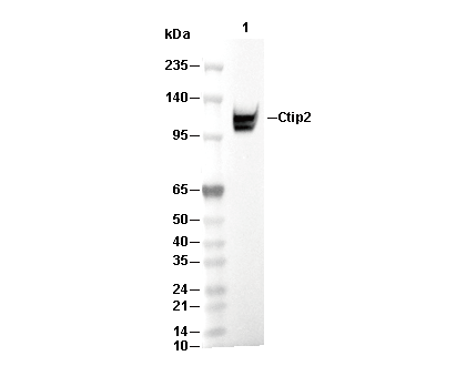 Ctip2 Antibody [B24H14] wb