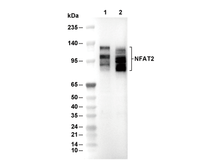 F1044-wb.gif