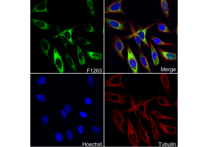 RagC Antibody [H17M14]
