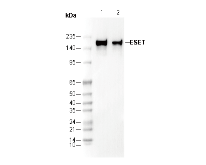 F1329-wb