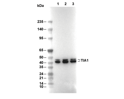 F2596-wb.gif