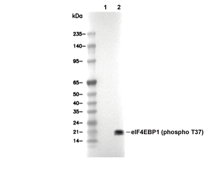 F2723-wb.gif