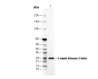 F2727-wb