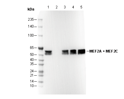 F2789-wb
