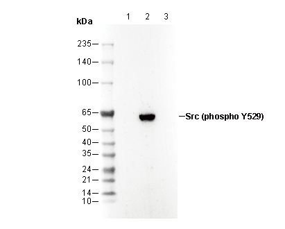 F2912-wb