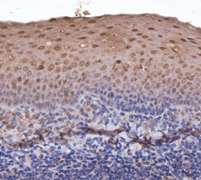 F2919-IHC1.jpg
