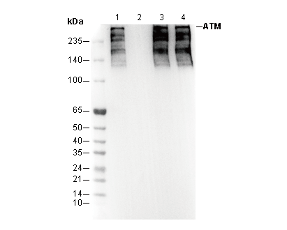 F2951-wb