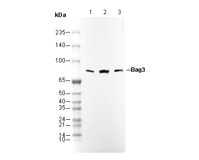 F3181-wb