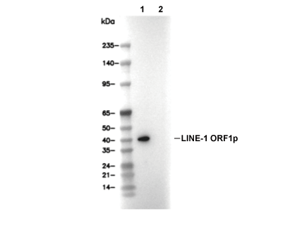 F3274-wb.gif