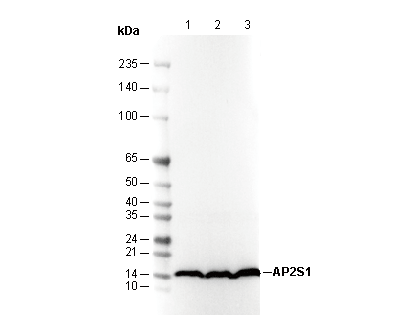 F3323-wb
