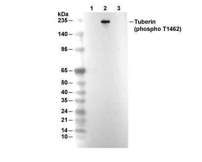 F3343-wb.gif