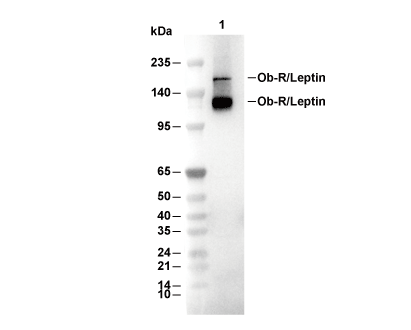 F4281-wb.gif