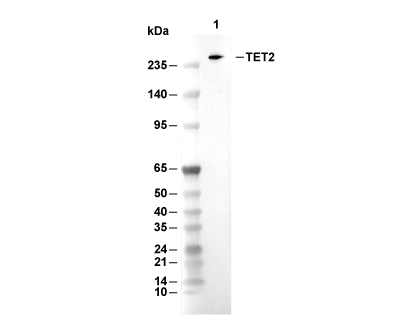 F4758-wb.gif