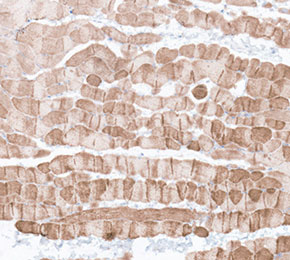 F4947-IHC1.jpg