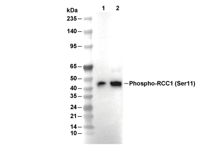 F5534-wb.gif