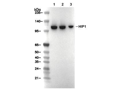 F5844-wb.gif