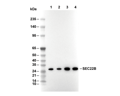 F5888-wb.gif
