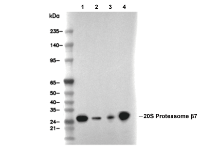 F5894-wb.gif