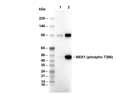 F5970-wb.gif