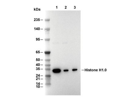 F6227-wb.gif