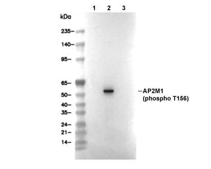 F6265-wb.gif