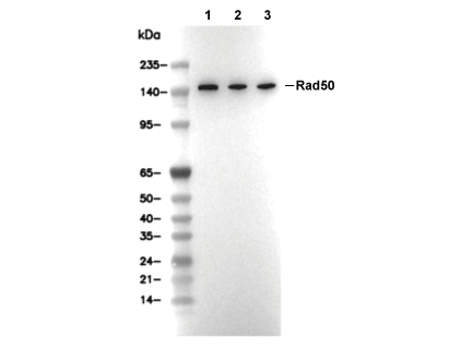F6295-wb.gif