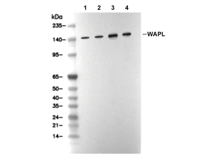 F6381-wb.gif